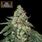 Girl Scout Cookies Auto x3 - Seedstockers
