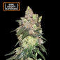 Girl Scout Cookies Fem x3 Semillas - Seedstockers