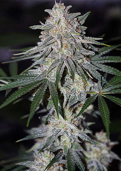 Glueberry  OG Fem x100 - Dutch Passion