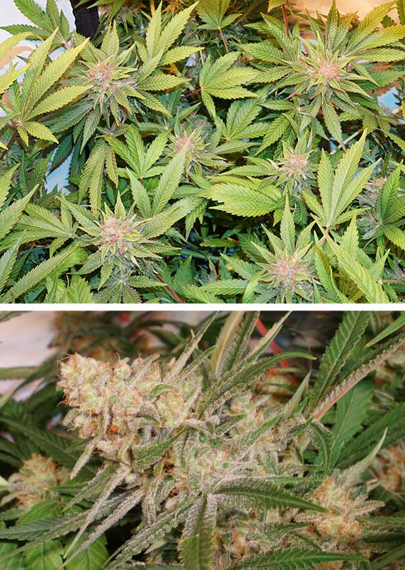 Glueberry  OG Fem x100 - Dutch Passion
