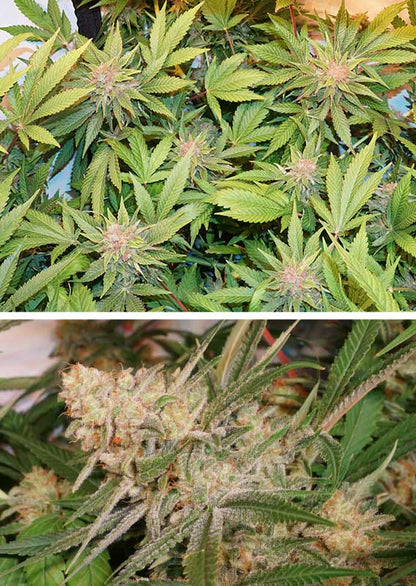 Glueberry  OG Fem x100 - Dutch Passion