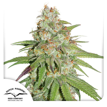 Glueberry  OG Fem x100 - Dutch Passion