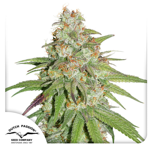 Glueberry  OG Fem x100 - Dutch Passion