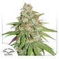Glueberry  OG Fem x100 - Dutch Passion