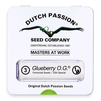 Glueberry  OG Fem x3 - Dutch Passion