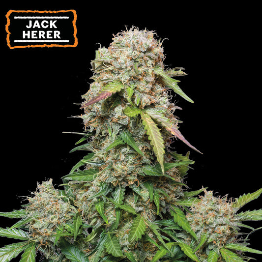 Jack Herer Auto x1 Semilla - Seedstockers