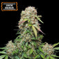 Jack Herer Auto x1 Semilla - Seedstockers