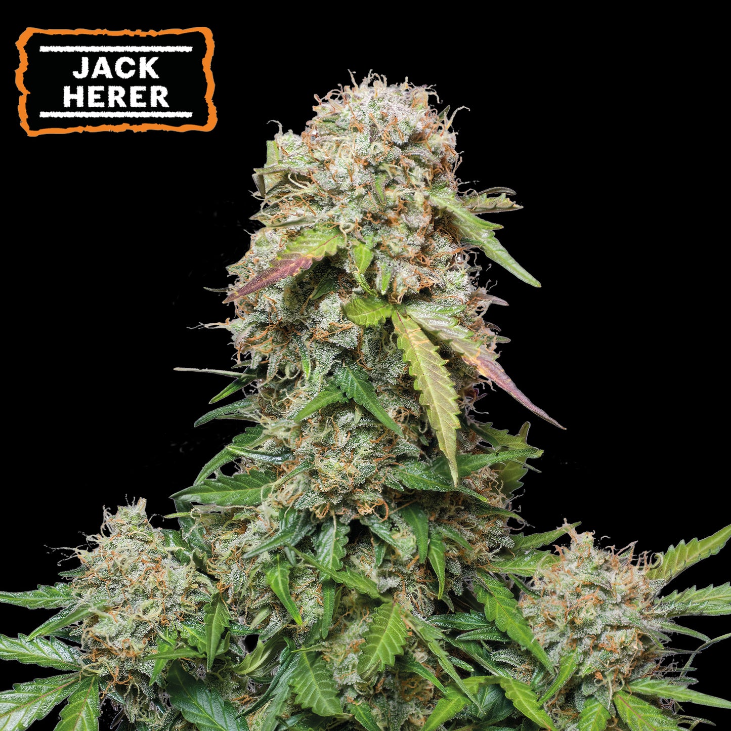Jack Herer Auto x3 Semillas - Seedstockers