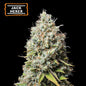 Jack Herer Fem x5 Semillas - Seedstockers