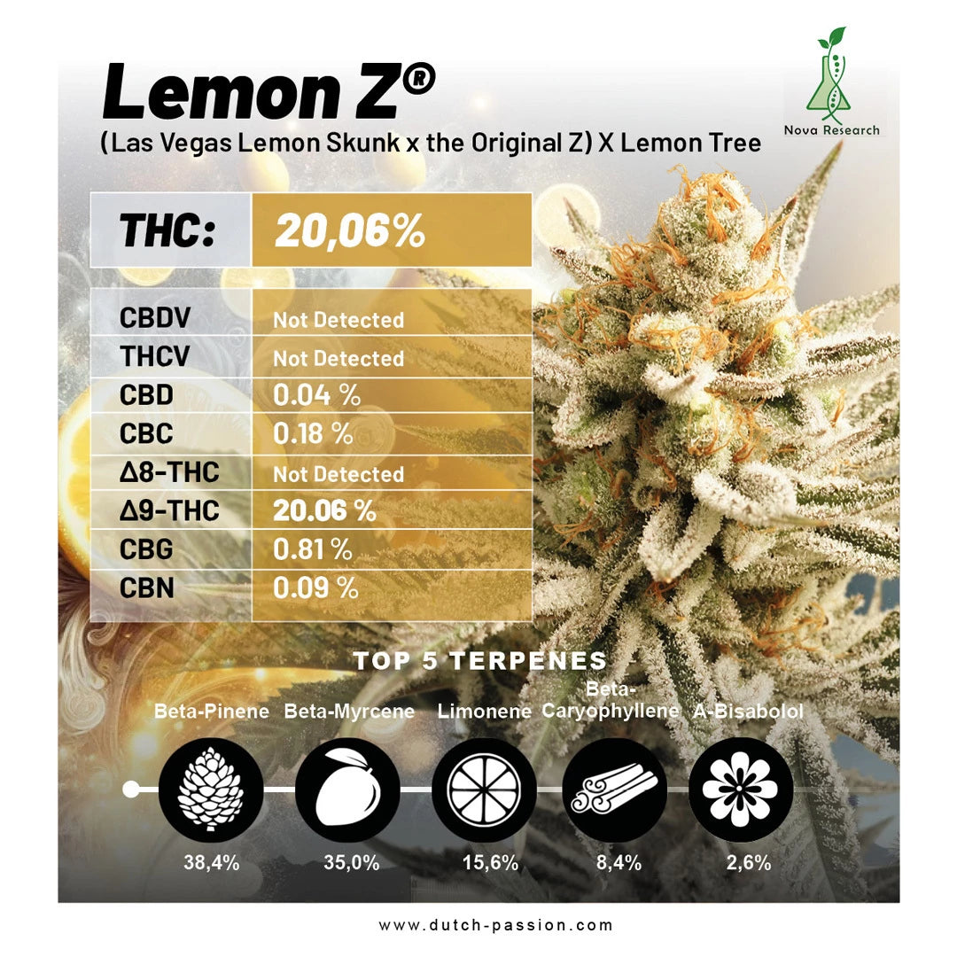 Lemon Z x3 -Dutch Passion