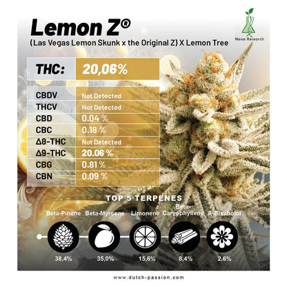 Lemon Z x3 -Dutch Passion