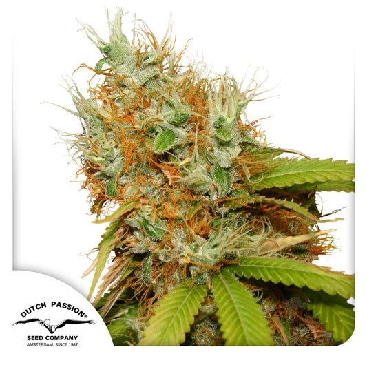 Mazar Fem x3 - Dutch Passion