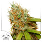 Mazar Fem x3 - Dutch Passion
