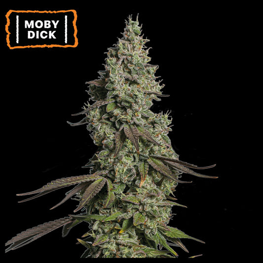 Moby Dick Auto x5 Semillas - Seedstockers