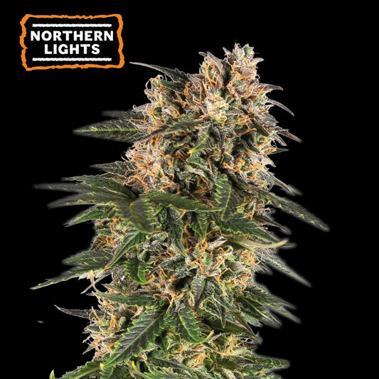 Northern Lights Fem x100 - Seedstockers