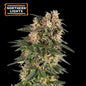 Northern Lights Fem x100 - Seedstockers
