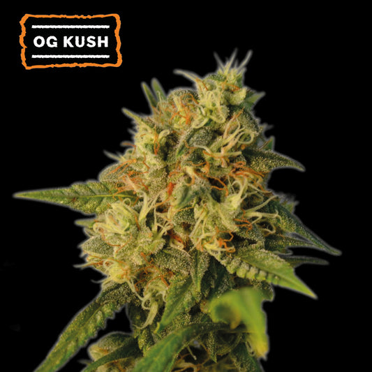 O.G. Kush Fem x5 Semillas - Seedstockers