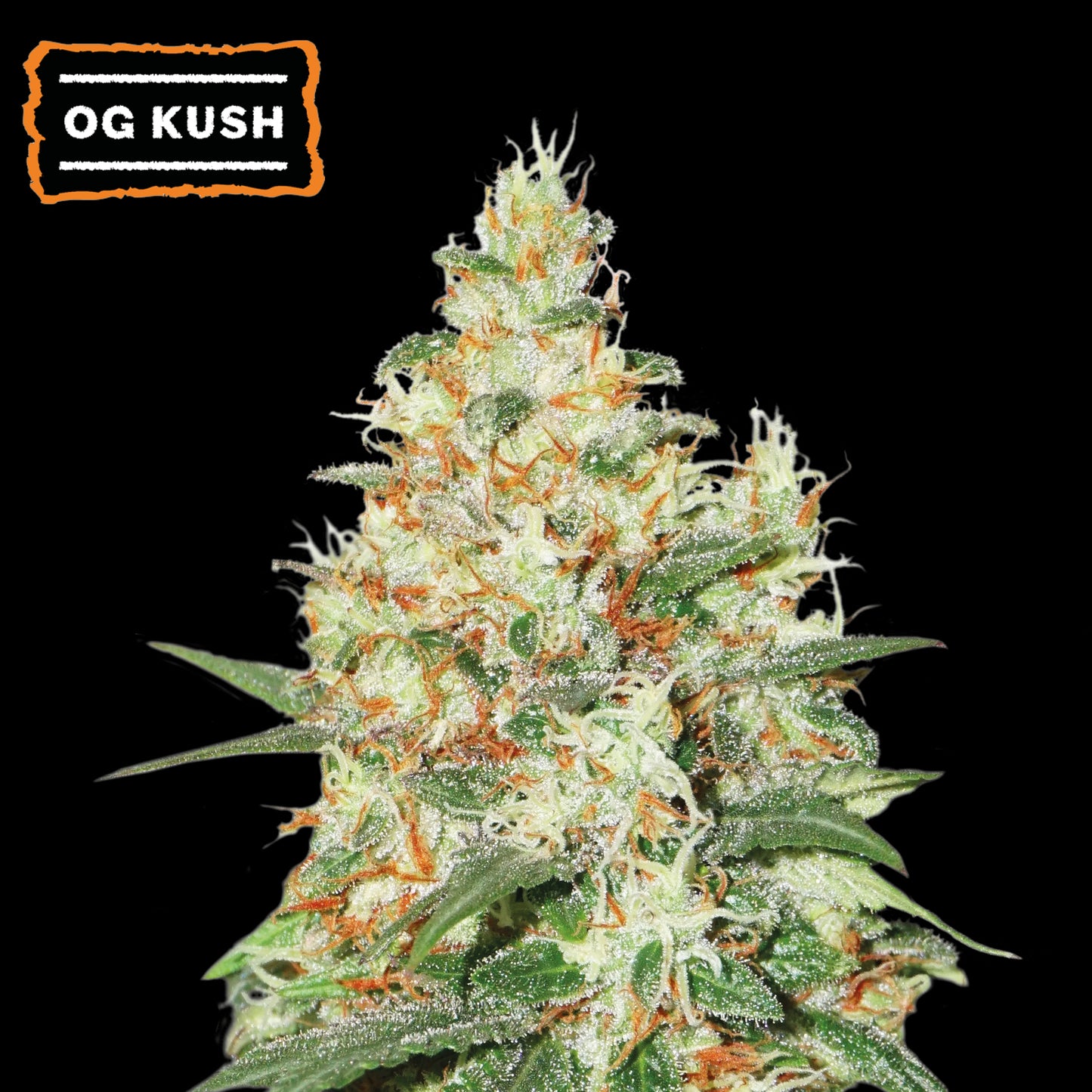 O.G. Kush Auto x3 - Seedstockers