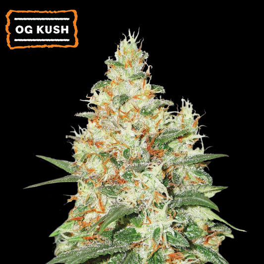 O.G. Kush Auto x3 - Seedstockers