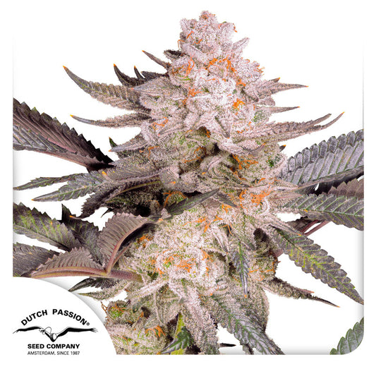 Orange Bud Fem x3 - Dutch Passion