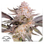 Orange Bud Fem x3 - Dutch Passion