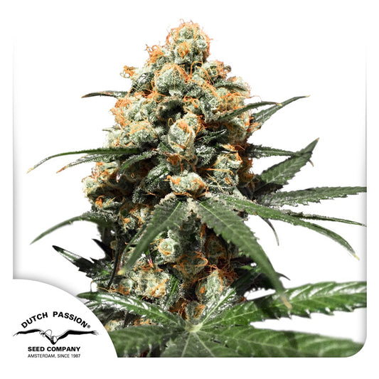 Orange Hill Special Fem x3 - Dutch Passion