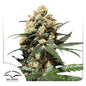 Orange Hill Special Fem x3 - Dutch Passion