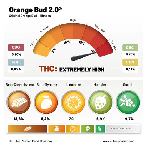 Orange Bud 2.0 Fem x3 - Dutch Passion