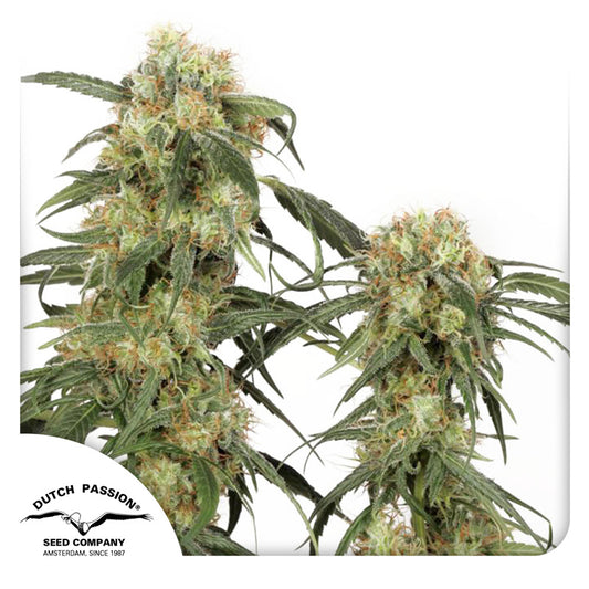 Pamir Gold Fem x3 - Dutch Passion