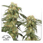 Pamir Gold Fem x3 - Dutch Passion