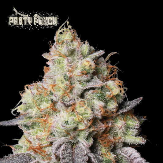 Panty Punch Auto x3- Seedstockers Superior