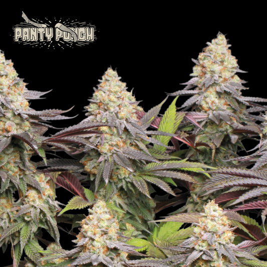 Panty Punch Fem x3 - Seedstockers Superior
