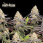 Panty Punch Fem x3 - Seedstockers Superior