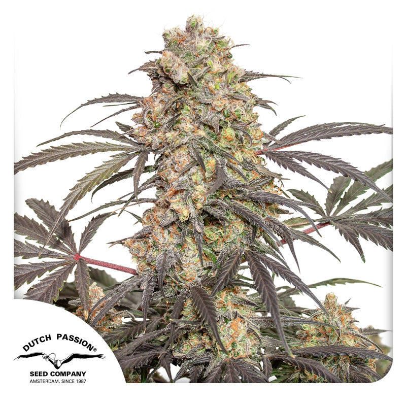 Passion Fruit Fem x3 - Dutch Passion