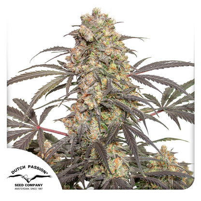 Passion Fruit Fem x3 - Dutch Passion