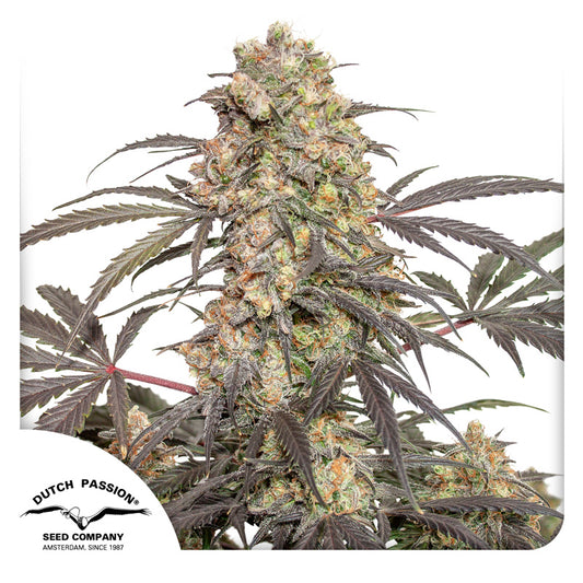 Passion Fruit Fem x3 - Dutch Passion