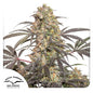 Passion Fruit Fem x3 - Dutch Passion