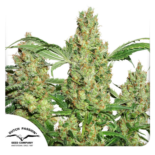 Power Plant Fem x3 - Dutch Passion