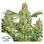 Power Plant Fem x3 - Dutch Passion
