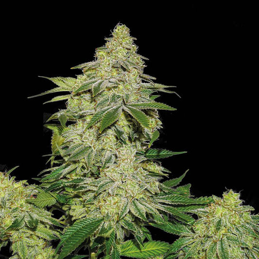 Sherbet Auto x5 - Seedstockers