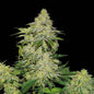 Sherbet Auto x5 - Seedstockers