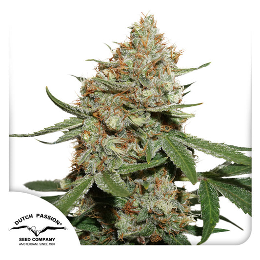 Skunk #11 Fem x3 - Dutch Passion