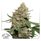 Skunk #11 Fem x3 - Dutch Passion
