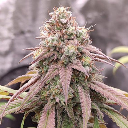Skywalker Haze Fem x100 - Dutch Passion
