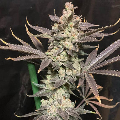 Skywalker Haze Fem x100 - Dutch Passion
