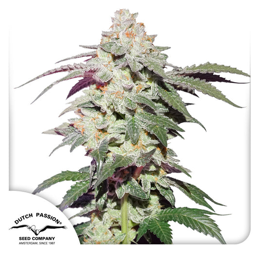 Skywalker Haze Fem x100 - Dutch Passion