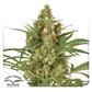 Snowbud Fem x3 - Dutch Passion