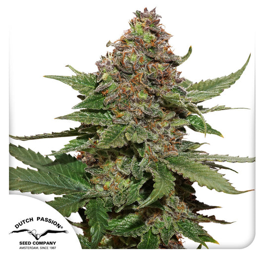 Strawberry Cough Fem x3 - Dutch Passion