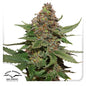 Strawberry Cough Fem x3 - Dutch Passion