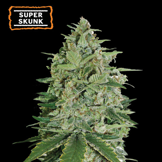 Super Skunk Fem x5 - Seedstockers
